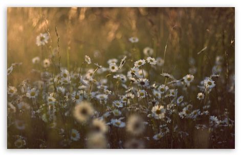 Passenger Let Her Go, Daisy Field, Music Is My Escape, Dual Monitor, Meadow Flowers, Let Her Go, Botanical Wallpaper, Summer Pictures, Computer Wallpaper