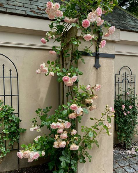 Climbing Roses On House Front Porches, Rose Garden Landscape Front Yards, Rose On Trellis, Casita Exterior, Cottage Rose Garden, Rose Garden Ideas, Container Roses, Drift Roses, Rose Garden Design