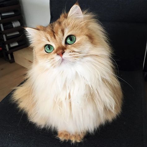 Meet Smoothie, World’s Most Photogenic Cat Prettiest Cat, Haiwan Comel, Gatto Carino, Söpö Kissa, Anak Haiwan, Söt Katt, Gorgeous Cats, Haiwan Peliharaan, Fluffy Cat