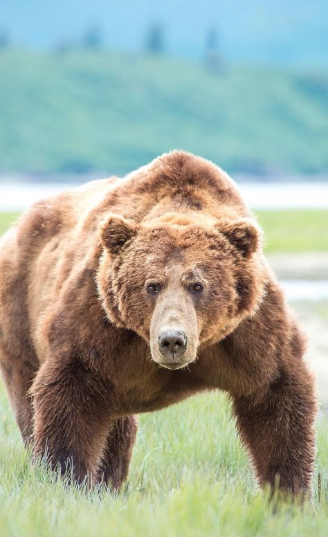 Grizzly Bear Portrait, Bear Wildlife Photography, Male Bear, Two Weeks Grizzly Bear, Grizzly Bear Standing, Black Bear Reference Photo, Alaska Wildlife, Katmai National Park, Bear Spray