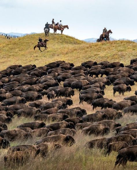 South Dakota Buffalo Round Up, Buffalo Roundup Custer State Park, Custer State Park South Dakota, September Events, South Dakota Road Trip, South Dakota Vacation, South Dakota Travel, California Roadtrip, Custer State Park