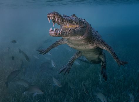 Crocodile Facts, Saltwater Crocodile, Ocean Underwater, Photo Dream, Life Under The Sea, Under The Water, Ocean Photos, Underwater Photographer, Underwater Animals