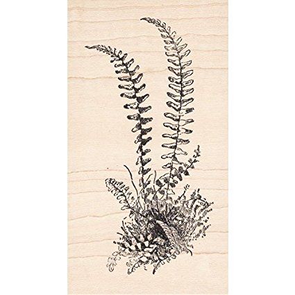 Hill Fern Rubber Stamp Fern Plant Fern Outline, Fern Wood Burning, Fern Silhouette, Maidenhair Fern Tattoo Botanical Illustration, Vintage Fern Illustration, Collage Images, Fern Plant, Amazon Art, Stamp Making