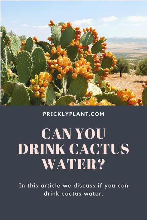 Can You Drink Cactus Water? In this article, we discuss the effects of drinking cactus water to determine if it’s safe to drink! #cactus #succulents Cactus Water Drink, Cactus Facts, Cactus Leaves, Cactus Water, Water Per Day, Barrel Cactus, Desert Environment, Cactus Types, Cactus Succulents