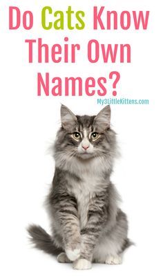 Ever Wonder If Cats Know Their Own Names? Your Kitty Questions Answered! #cats #my3littlekittens #catowners #catcare #catbehavior Cat Questions, Cat Info, Cat Talk, Cat Spray, Cat Care Tips, Kitten Care, Cat Parenting, Cat Training, Cat Boarding