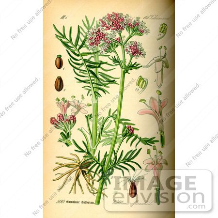 #14118 Picture of Valerian (Valeriana officinalis) by JVPD Valeriana Officinalis, Illustration Botanique Vintage, Antique Botanical Print, Valerian Root, Healing Plants, Illustration Botanique, Botanical Illustration Vintage, Botanical Print Set, Vintage Botanical Prints