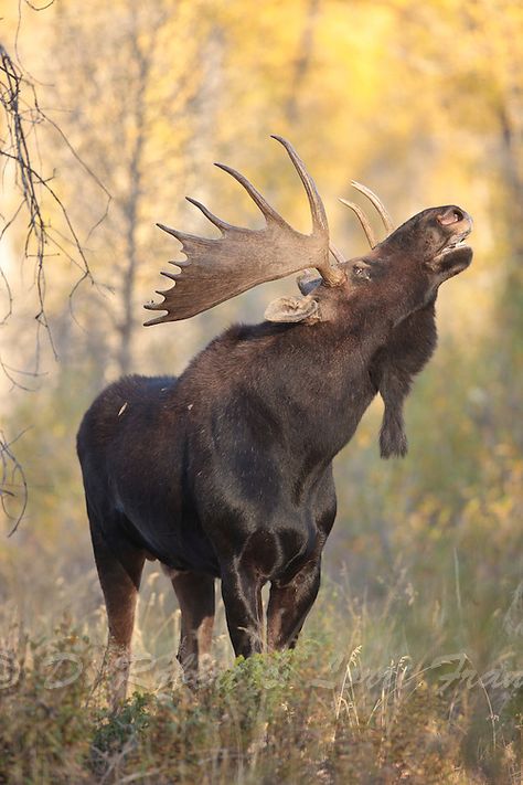 Moose Pictures, Moose Hunting, Hunting Stuff, Moose Deer, Bull Moose, 4 Wheelers, Mule Deer, Manx, Majestic Animals