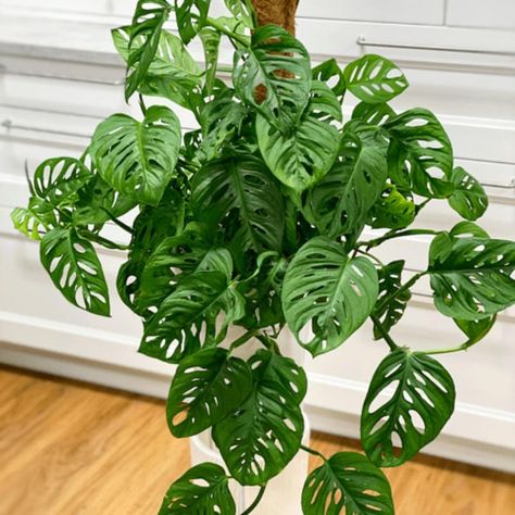 Monstera Plant Indoor, Bathroom Plants No Sunlight, Plant Boutique, Best Bathroom Plants, Lantana Plant, Gardening Indoors, Room Plants, Monstera Plants, Sansevieria Plant