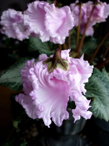 Cyclamen plant flowers-ruffled edges and  lavender color-houseplant411 Cyclamen Care, Jasmine Plant, Winter Plants, Plant Diseases, Vibrant Flowers, Love Garden, Vibrant Flower, Exotic Flowers, Flower Beauty