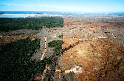 Before and After: The first step in preparing the ground for open-pit mining is to raze the virgin forest. Jiri Rezac/Eyevine Sand Projects, Tar Sands, Boreal Forest, Highway To Hell, Wild Fire, Environmental Damage, Powerful Art, Environmental Issues, Ecology