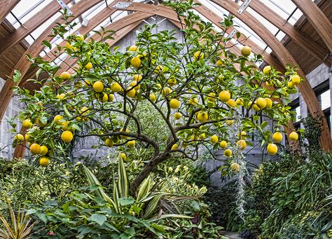 Grow a Meyer lemon tree in the greenhouse for food. Underground Greenhouse, Meyer Lemon Tree, Home Greenhouse, Greenhouse Ideas, Greenhouse Growing, Backyard Greenhouse, Small Greenhouse, Greenhouse Plans, Diy Greenhouse