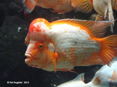 Shedd Aquarium-Chicago, IL 2012 (Midas Cichlid) Keyhole Cichlid, Shedd Aquarium Chicago, Shell Dwellers Cichlids, Mbuna Cichlids Tanks, Midas Cichlid, Mbuna Cichlids, Shedd Aquarium, Fish Ponds, Exotic Fish