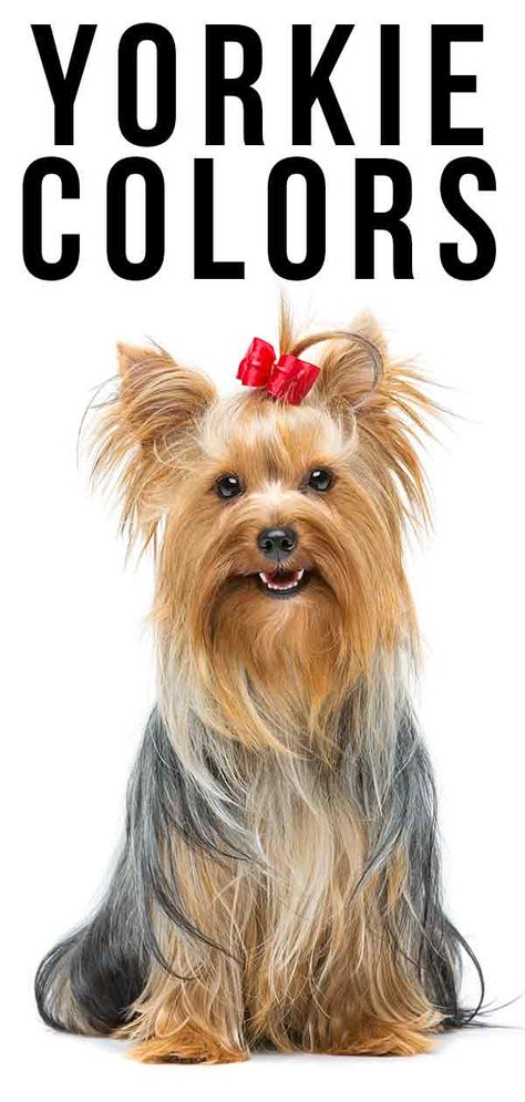 Yorkie Colors - Find Out All The Possible Colors Of This Distinctive Breed Blonde Yorkie Yorkshire Terrier, Yorkshire Terrier Colors, Yorkie Terrier Colors, Yorkie Terrier Haircuts Female, Yorkipoo Puppies, Short Yorkie Haircut, Golden Yorkie, Cute Yorkie Haircut, Silver Yorkie