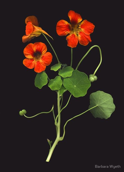 Nasturtium by Barbara Wyeth Nasturtium Print, Front Yard Garden Ideas, Yard Garden Ideas, Easy Landscaping Ideas, Tropaeolum Majus, Flor Tattoo, Pisces Virgo, Grafika Vintage, Aesthetic Garden