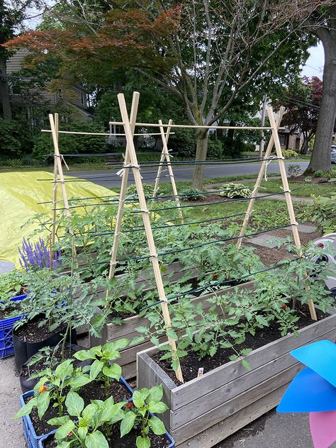 Tomato Stands Ideas, T Post Tomato Trellis, Diy A Frame Trellis, Homemade Tomato Cages, Diy Bamboo Tomato Trellis, Trellis Tomatoes Raised Beds, Best Tomato Trellis Ideas, A Frame Tomato Trellis, Tomatoe Support Ideas Diy