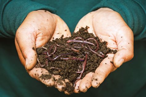 Transform your lifeless dirt into vibrantly alive soil – Marin Independent Journal Cacing Tanah, Worm Composting Bin, Red Wigglers, Worm Bin, Red Worms, Fertility Awareness, Composting At Home, Worm Composting, Worm Farm