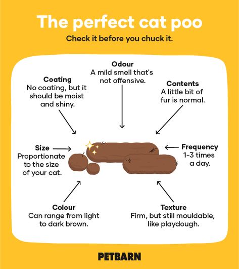 Guide To Healthy Cat Poos: How Often Do Cats Poo? | Petbarn Cat Poop Chart, Cat Constipation Remedies, Cat Pooping On Floor, How To Stop Cats From Pooping In Garden, Soft Stool, Pallet Deck Diy, Pregnant Cat Tips, Cat Nutrition, Info Board