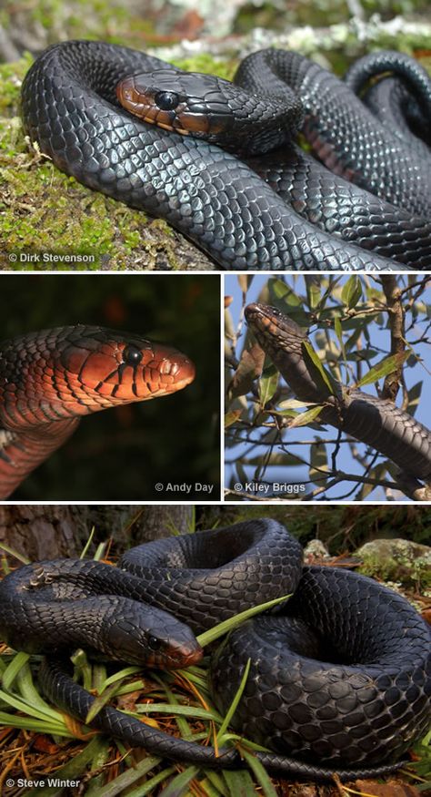 Photographs of Eastern Indigo Snakes. If you are lucky, you might have the blessing of having one in your yard. Let him stay - he will keep venomous snakes away. Big Snakes, Indigo Snake, Snake Enclosure, Sound Science, North American Animals, Venomous Snakes, Snake Wallpaper, Snake Drawing, Wild Kingdom