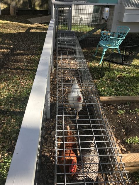 How To Reduce Chicken Feed Waste And Build Coop Tunnel Around The Garden - Engineering Discoveries Chicken Moat Around Garden, Chicken Chunnel, Chicken Moat, Chicken Coupe, Chicken Tunnel, Chicken Board, Chicken Tunnels, Backyard Homestead, Cute Chicken Coops