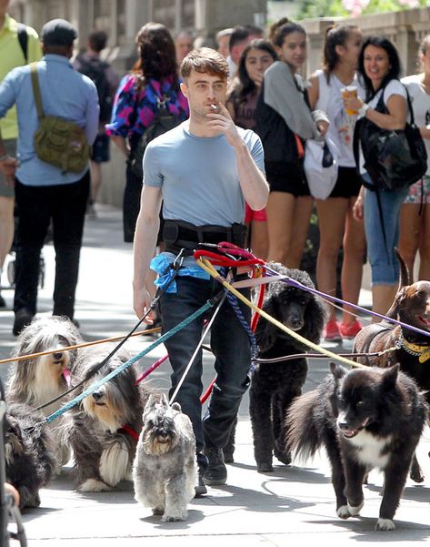 Blaise Harry Potter, Citate Harry Potter, Glume Harry Potter, Daniel Radcliffe Harry Potter, Celebrity Dogs, Tapeta Harry Potter, Harry Potter Memes Hilarious, Buku Harry Potter, Harry Potter Puns