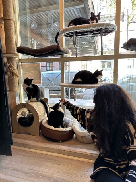 Cats Cafe Aesthetic, Cat Cafe Pictures, Cat Cafe Aesthetic, Candle Lit Room, Cat Coffee Shop, Cafe Worker, Cat Daycare, Cat Cafe Ideas, Date Ideas Aesthetic