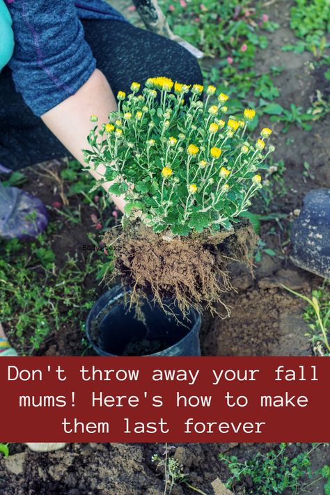 Potted Mums, Fall Flowers Garden, Planting Mums, Garden Mum, Fall Mums, Garden Remedies, Garden Container, Mums Flowers, Dream Yard