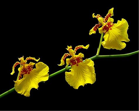 dancing orchid ladies | Flickr - Photo Sharing! Dancing Lady Orchid, Oncidium Orchids, Orchid Images, Orchid Photo, Yellow Orchid, Flower Therapy, Beautiful Orchids, Most Beautiful Flowers, Exotic Plants