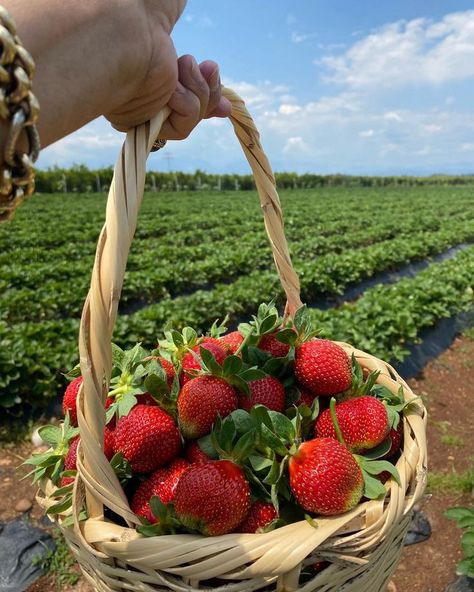 Vegetable Pictures, Countryside Cottage, Strawberry Farm, Berry Picking, Farm Lifestyle, Photo Food, Strawberry Fields, Fruit Drinks, Fruit Smoothie Recipes