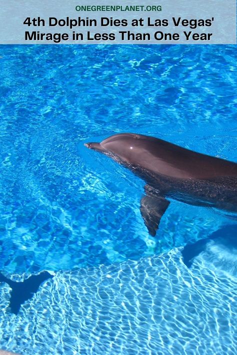 Another dolphin at Mirage’s Secret Garden and Dolphin Habitat has died, making it the 4th dolphin to die there in less than a year.  Duchess, one of the five original dolphins that were being held captive at the Mirage and died at the age of 48. Dolphin Habitat, First Year, Dolphins, Secret Garden, Las Vegas, Animals