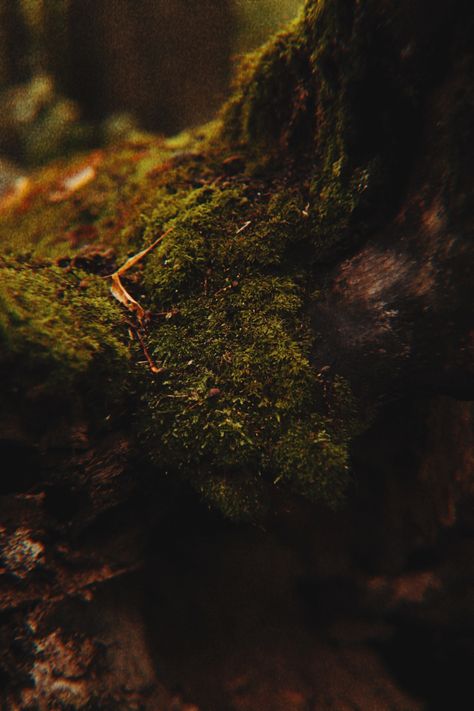 Moss Cave Aesthetic, Moss Aesthetic Dark, Moss Aesthetic, Moss Wallpaper, Post Backgrounds, Mossy Tree, Dark Academia Wallpaper, Wood Forest, Academia Wallpaper