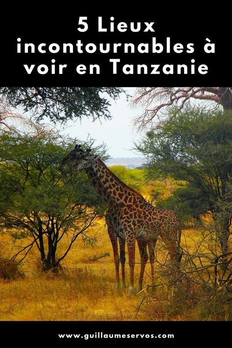 Découvre mes coups de cœur en Tanzanie et à Zanzibar, avec mes conseils pour bien réussir son safari dans le Serengeti, le Ngorongoro, le Tarangire. La Tanzanie est un pays de l'Afrique de l'est, au sud du Kenya et au nord du Mozambique. Il est mondialement réputé pour ses sublimes parcs nationaux comme le Serengeti, le cratère du Ngorongoro ou le Selous. Ils abritent une faune, incroyablement riche. #tanzanie #serengeti #ngorongoro #Tarangire #safariphoto #astucesvoyage #blogvoyage Safari Photo, Destination Voyage, Dream Board, Amazing Places, Costa Rica, Kenya, The Good Place, Road Trip, Travel