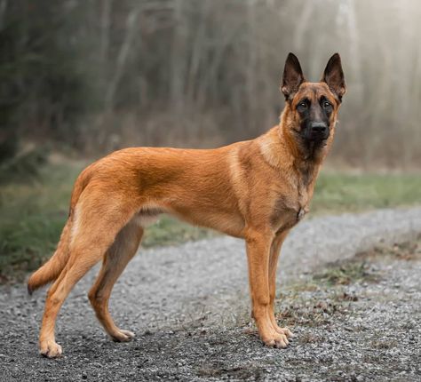 Malinois Shepherd, Belgian Malinois Puppies, German Shepherd Photos, Malinois Puppies, Belgian Malinois Dog, Dog Anatomy, All Breeds Of Dogs, Malinois Dog, Belgian Shepherd