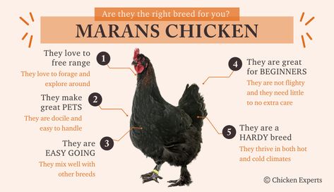 Maran Chickens Breeds, Maran Chicken Breeds, Midnight Majesty Maran Chicken, Chicken Knowledge, Marans Chicken, Maran Chickens, Chicken Egg Colors, Black Copper Marans, Chicken Facts