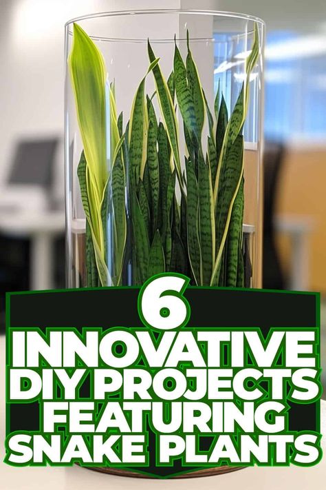 Innovative DIY Projects: Snake Plants Snake Plant Decor, Snake Plant Varieties, Plant Inspiration, Creative Diy Projects, Yucca Plant, Plant Pot Diy, Snake Plants, Gardening Gear, Holly Tree