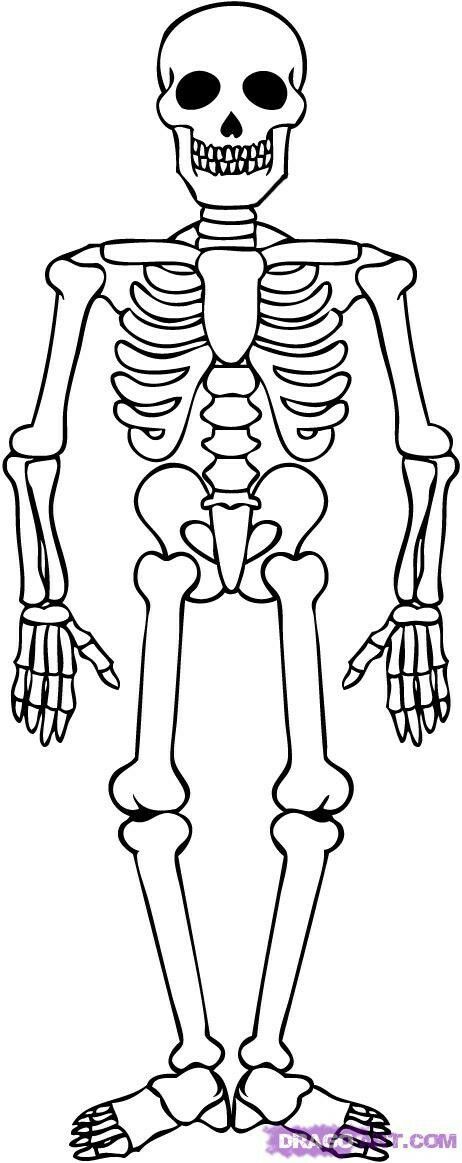 Skeleton Drawing Easy, Skeleton For Kids, Skeleton Template, Skeleton System, Skeleton Body, Skeleton Drawings, Skeletal System, Skulls Drawing, Human Skeleton