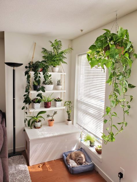 Plant Shelf For Small Space, Litter Box Shelf, Small Space Litter Box Ideas, Litter Box Small Apartment, Bathroom Litter Box Ideas, Plant Storage Indoor Small Space, Plants On Top Of Cabinets, Kitty Litter Box Ideas Small Spaces, Cat Room Ideas Small Spaces