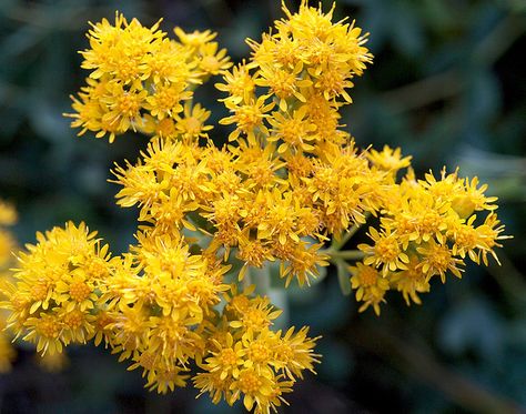 Canadian Goldenrod, Canada Goldenrod, Honey Bee, Bee, Flowers