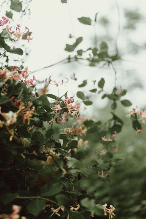 wild honeysuckle - fragrant in the evening and so beautiful #honeysuckle #summer #summerevenings Honeysuckle Aesthetic, Wild Honeysuckle, Honeysuckle Flower, Wild Garden, And So It Begins, Wildflower Garden, Magical Garden, Peak District, Spring Blooms