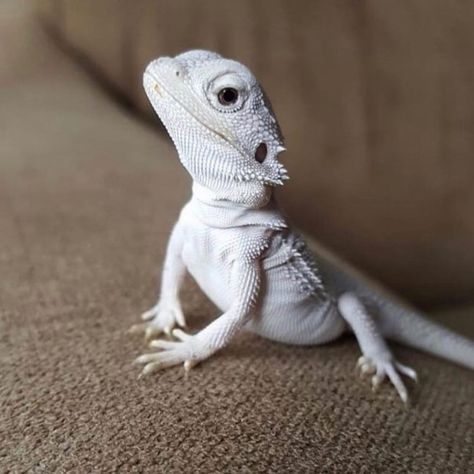 Albino Bearded Dragon, Albino Lizard, Bearded Dragon Diy, Funny Lizards, Rare Albino Animals, Baby Bearded Dragon, Bearded Dragon Cute, Cute Lizard, Albino Animals