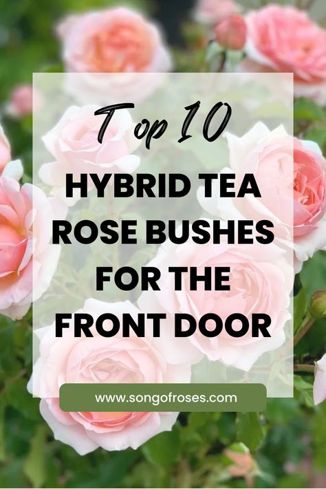 Unveil the beauty of our top 10 Hybrid Tea rose bushes. Click on the pin to explore the perfect blend of elegance and fragrance for your front house garden! Front House Garden, Hybrid Tea Roses Garden, Hybrid Tea Rose, Rose Bushes, Front House, Hybrid Tea Roses, Rose Bush, Tea Rose, Tea Roses