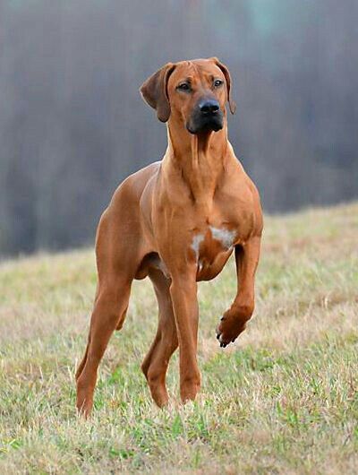 The Rhodesian ridgeback is a dog breed developed in Rhodesia. Its European forebears can be traced to the early pioneers of the Cape Colony of southern Africa, who crossed their dogs with the semi-domesticated, ridged hunting dogs of the Khoikhoi. Rhodesian Ridgeback Dog, Dogs Breeds, Lion Dog, African Lion, About Dogs, Rhodesian Ridgeback, Different Dogs, Hunting Dogs, Dog Photography