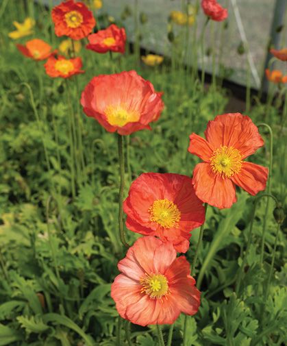 Papaver Nudicaule, Ohio Flowers, Iceland Poppies, Iceland Poppy, Icelandic Poppies, Wild Poppies, Cut Flower Garden, Plant Spacing, Wild Plants