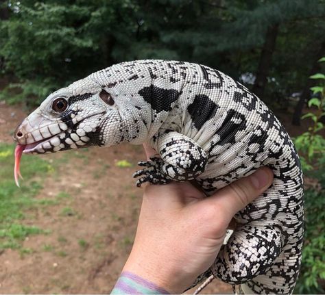 Blue Tegu Tegu Lizard Pets, Blue Tongued Skink Enclosure, Blue Skink Lizards, Tegu Lizard, Blue Tongued Skink, Blue Belly Lizard, Exotic Pet, Blue Tongued Skink Lizard, Cute Lizard