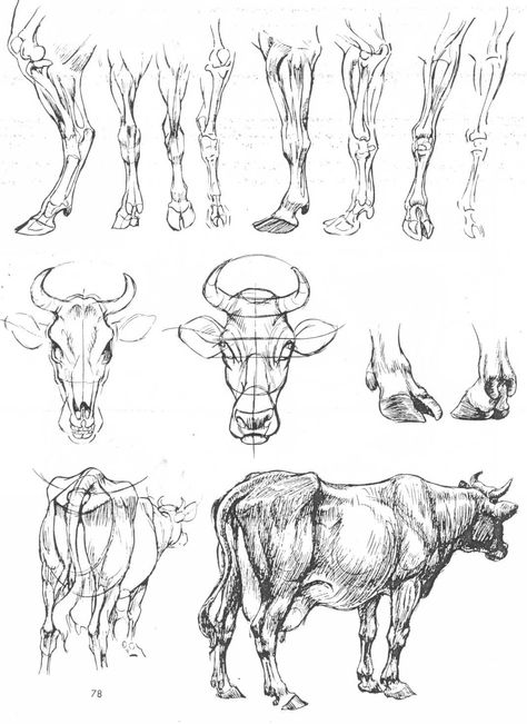 Drawing Construction, Pencil Drawings Tumblr, Cow Sketch, Cow Drawing, Pencil Drawings For Beginners, Scratchboard Art, Lion Photography, Anatomy Sketches, Animal Study