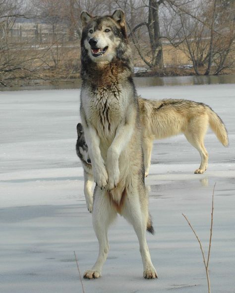 Wolf Poses, Wolf World, Wolf Stuff, Wolf Photos, Timber Wolf, Wolf Love, Wild Wolf, Wolf Pictures, Wolf Spirit