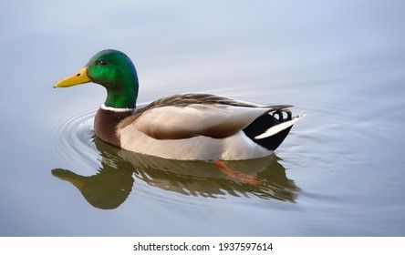 Mallard duck swimming on a pond picture with reflection in water Duck Species, Big Duck, Duck Pictures, Duck Wallpaper, Duck Art, Bird Carving, Wood Ducks, Mallard Duck, A Duck