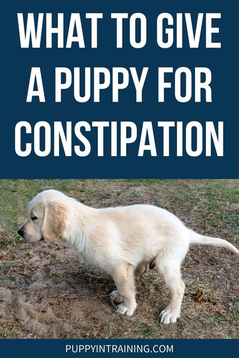 What To Give A Puppy For Constipation Constipation In Dogs, Constipation Relief For Dogs, Constipated Dog Home Remedies, Dog Constipation Remedies, Preparing For A Litter Of Puppies, Constipated Dog, House Breaking A Puppy Potty Training, New Puppy Checklist, Puppies Tips