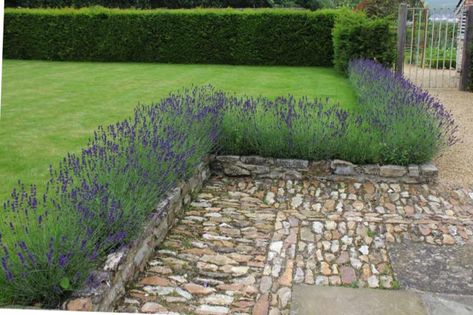 Preparing a lavender bed Lavender Hedge, Lavender Bedding, Edible Gardening, Garden Hedges, Herb Garden Design, Lavender Garden, Garden Stand, Formal Garden, Mediterranean Garden