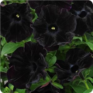 Black Velvet Petunias Petunia Tattoo, Black Petunias, Petunia Plant, Petunia Flower, Goth Garden, Gothic Garden, Garden Basket, Seed Pack, Black Garden