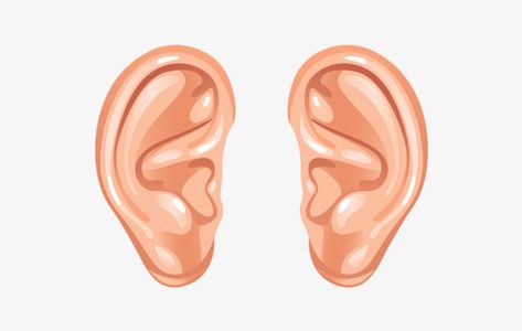 Ear Images, Neck Cracking, Ear Picture, Auditory Processing Disorder, How To Draw Ears, Cartoon Ears, Basic Anatomy And Physiology, Auditory Processing, Strange Facts